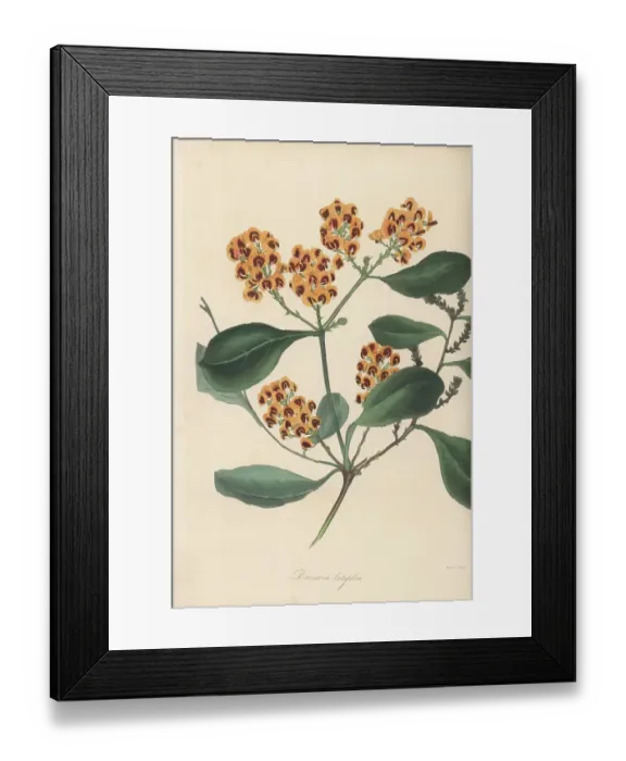 Framed Print : Hop bitter-pea, Daviesia latifolia Framed Print : Hop bitter-pea, Daviesia latifolia