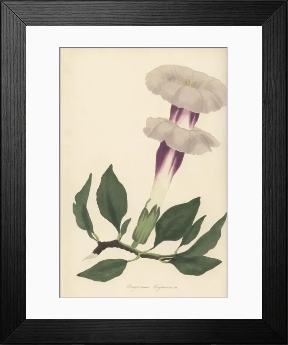 Framed Print : Indian thornapple or devil's trumpet, Datura metel Framed Print : Indian thornapple or devil's trumpet, Datura metel