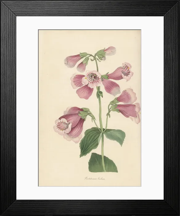Framed Print : Prairie beardtongue, Penstemon cobaea Framed Print : Prairie beardtongue, Penstemon cobaea