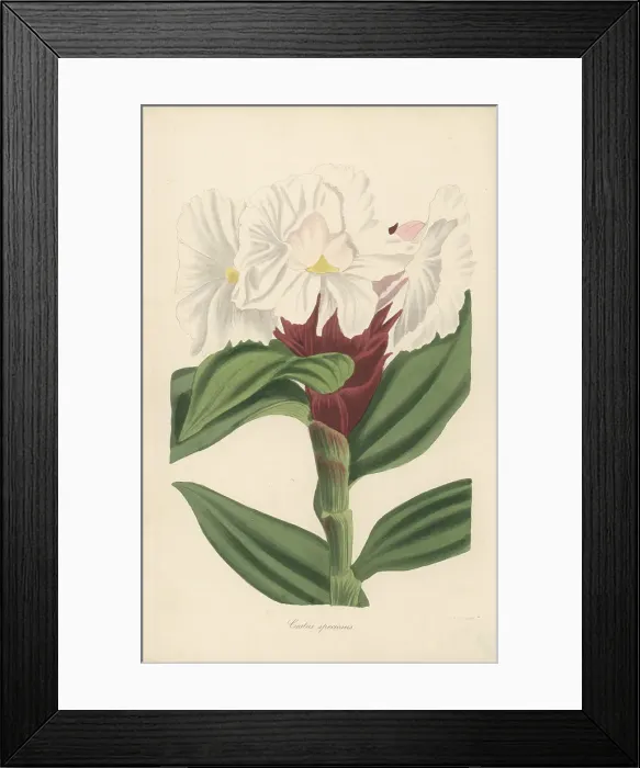 Framed Print : Crepe ginger, Cheilocostus speciosus Framed Print : Crepe ginger, Cheilocostus speciosus