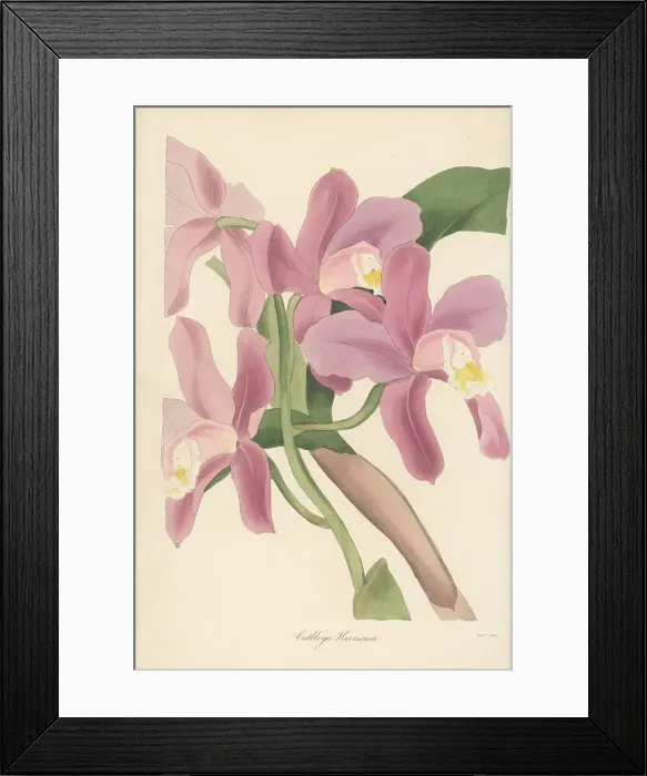 Framed Print : Harrison's cattleya orchid, Cattleya harrisoniana Framed Print : Harrison's cattleya orchid, Cattleya harrisoniana