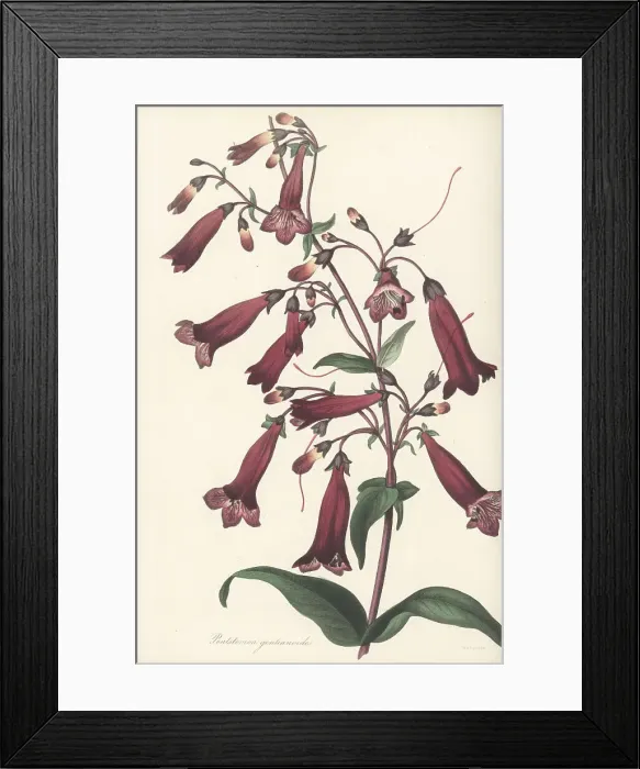 Framed Print : Beardtongue, Penstemon gentianoides Framed Print : Beardtongue, Penstemon gentianoides