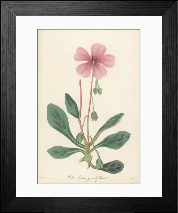 Framed Print : Purslane, Cistanthe grandiflora Framed Print : Purslane, Cistanthe grandiflora
