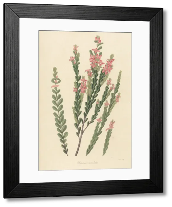Framed Print : Aniseed boronia, Boronia crenulata Framed Print : Aniseed boronia, Boronia crenulata