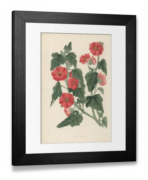 Framed Print : Munro's globemallow, Sphaeralcea munroana Framed Print : Munro's globemallow, Sphaeralcea munroana