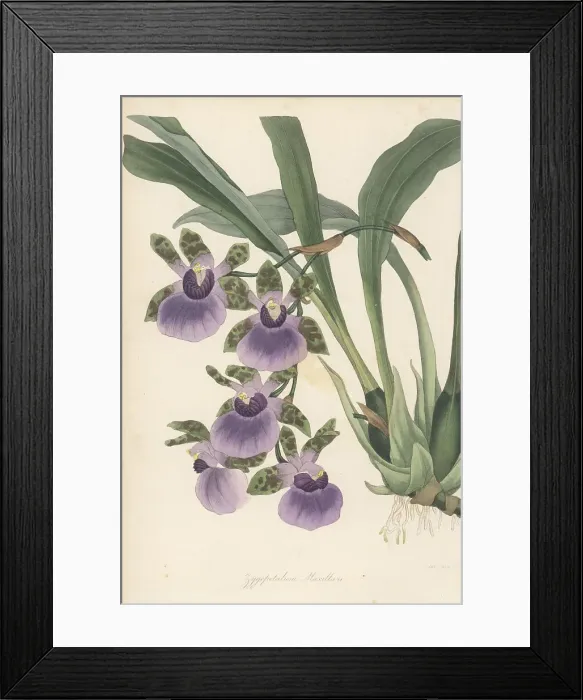 Framed Print : Tooth-like flowered zygopetalum, Zygopetalum maxillare Framed Print : Tooth-like flowered zygopetalum, Zygopetalum maxillare