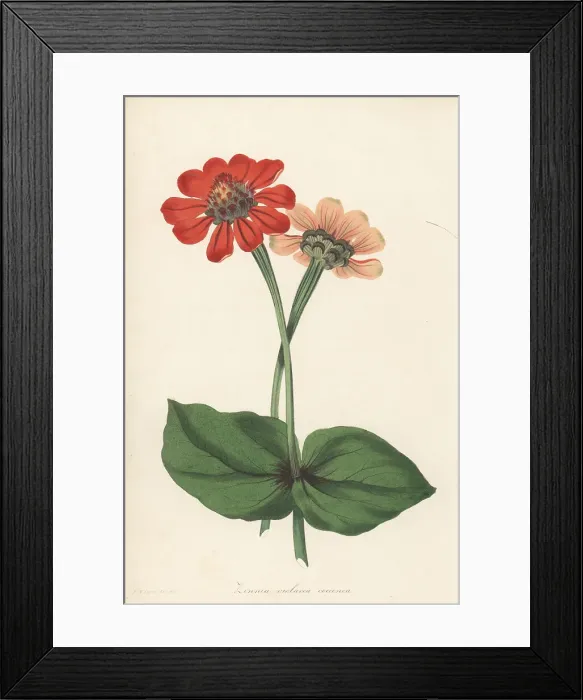Framed Print : Elegant zinnia, Zinnia elegans Framed Print : Elegant zinnia, Zinnia elegans