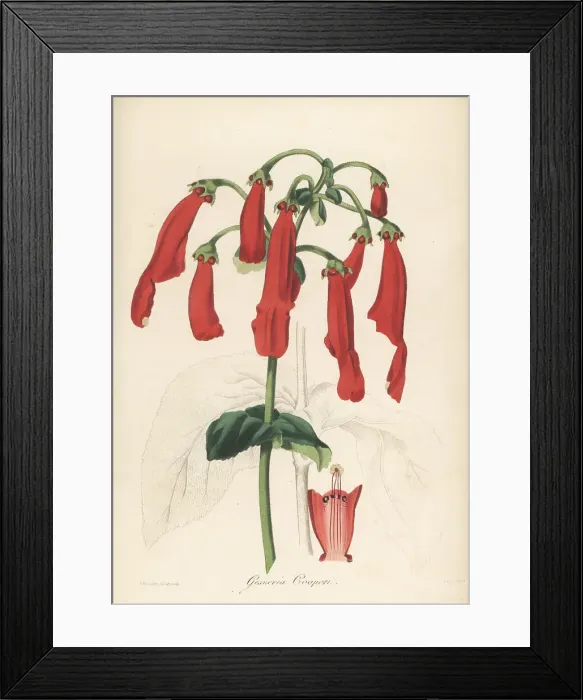 Framed Print : Sinningia cooperi Framed Print : Sinningia cooperi