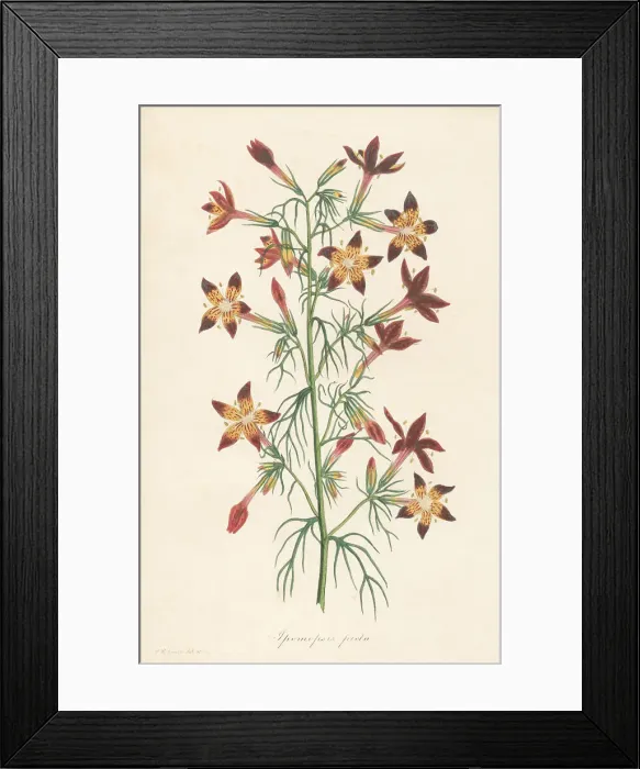 Framed Print : Texas plume, Ipomopsis rubra Framed Print : Texas plume, Ipomopsis rubra