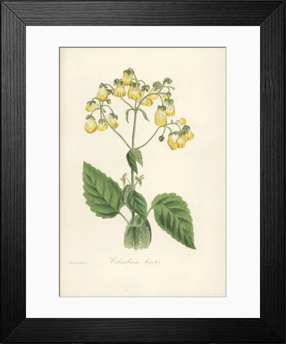 Framed Print : Two-coloured slipperwort, Calceolaria bicolor Framed Print : Two-coloured slipperwort, Calceolaria bicolor