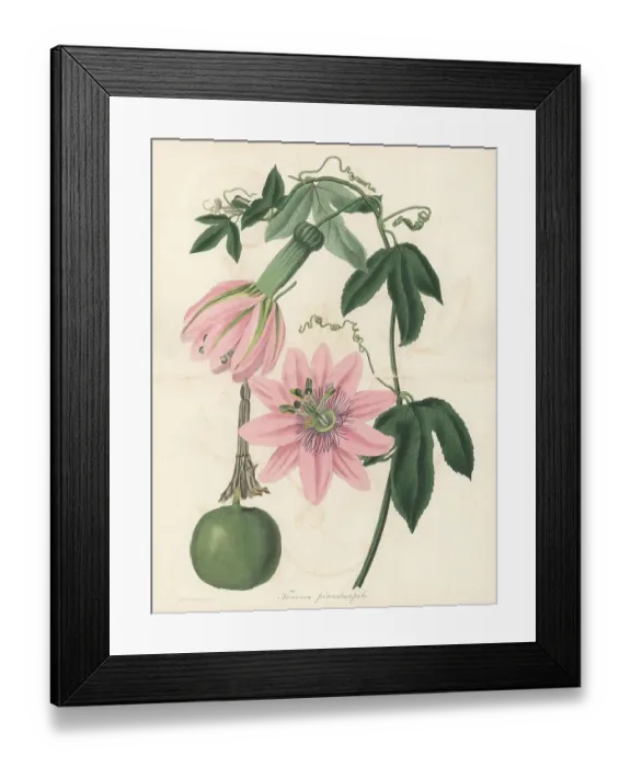 Framed Print : Poro poro or gulupa, Passiflora pinnatistipula Framed Print : Poro poro or gulupa, Passiflora pinnatistipula