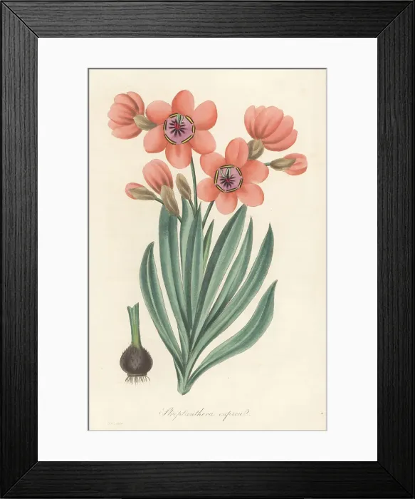 Framed Print : Sparaxis elegans Framed Print : Sparaxis elegans