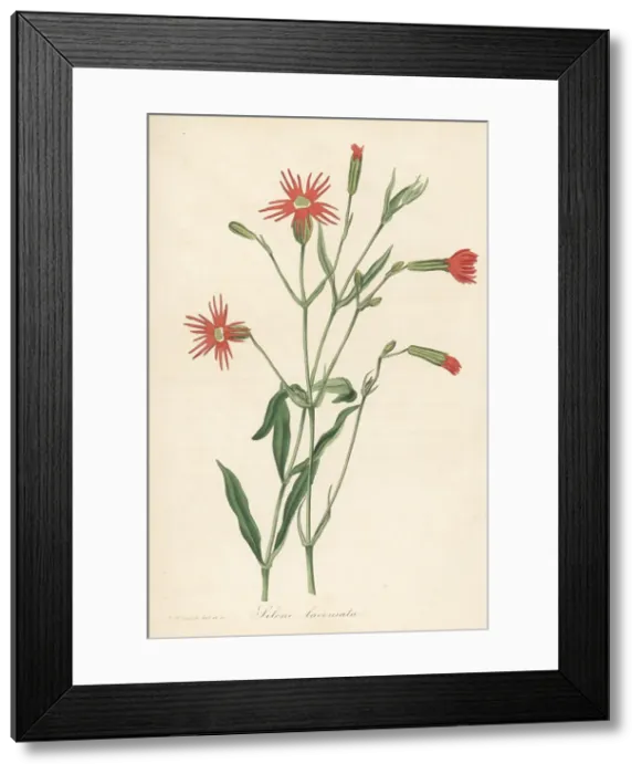 Framed Print : Mexican pink, Silene laciniata Framed Print : Mexican pink, Silene laciniata