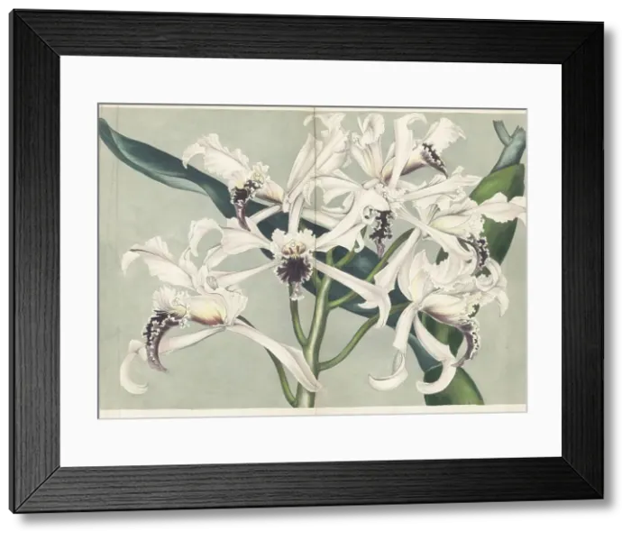 Framed Print : Cattleya crispa orchid Framed Print : Cattleya crispa orchid