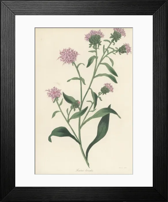 Framed Print : Savanna blazing star, Liatris scariosa Framed Print : Savanna blazing star, Liatris scariosa