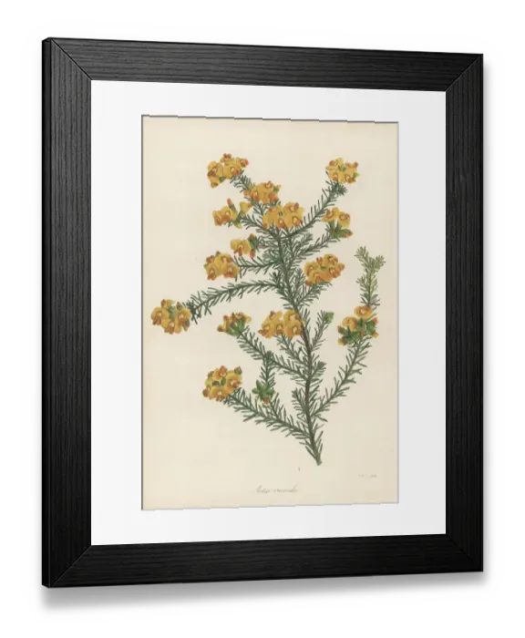 Framed Print : Golden aotus or golden pea, Aotus ericoides Framed Print : Golden aotus or golden pea, Aotus ericoides
