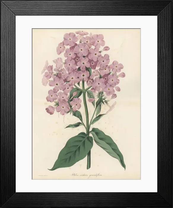 Framed Print : Phlox paniculata hybrid