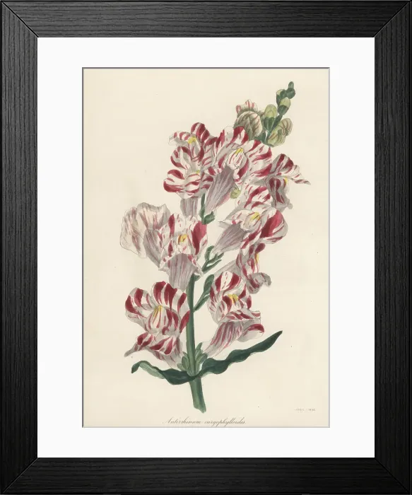 Framed Print : Striped snapdragon, Antirrhinum majus var. caryophylloides Framed Print : Striped snapdragon, Antirrhinum majus var. caryophylloides