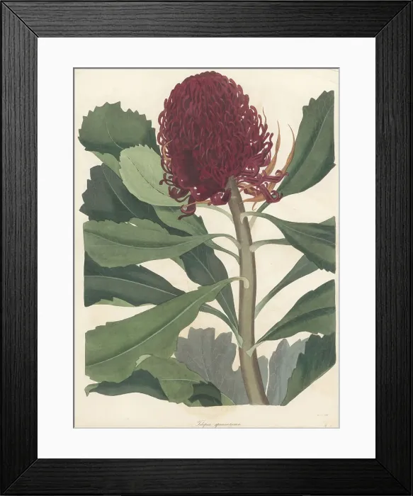 Framed Print : New South Wales waratah, Telopea speciosissima Framed Print : New South Wales waratah, Telopea speciosissima
