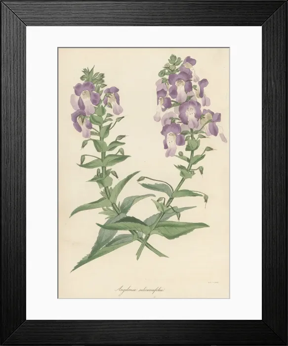 Framed Print : Willowleaf angelonia, Angelonia salicariifolia Framed Print : Willowleaf angelonia, Angelonia salicariifolia