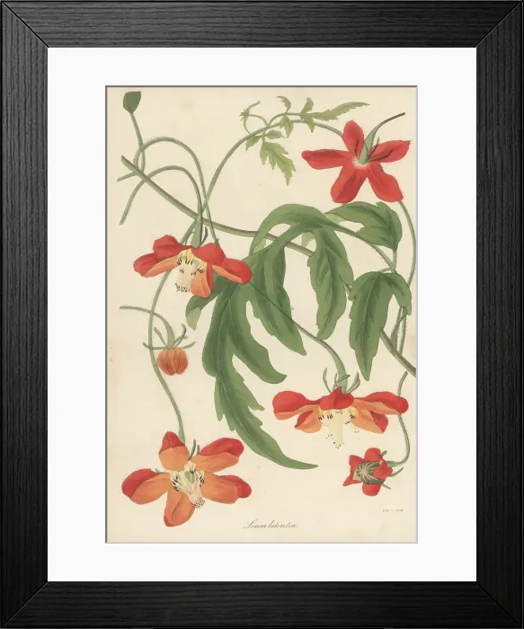 Framed Print : Chile nettle, Caiophora lateritia Framed Print : Chile nettle, Caiophora lateritia