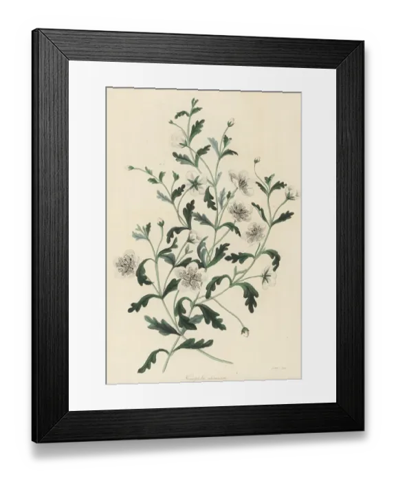Framed Print : Baby blue eyes, Nemophila menziesii Framed Print : Baby blue eyes, Nemophila menziesii