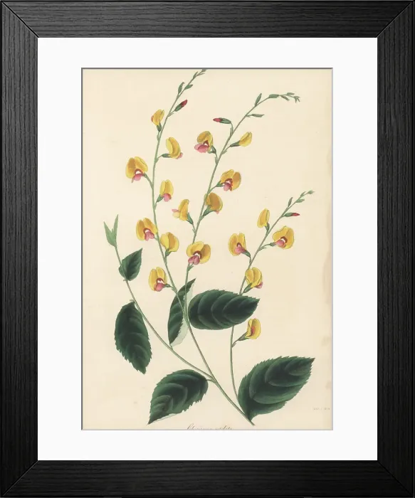 Framed Print : Australian flame pea, Chorizema cordatum Framed Print : Australian flame pea, Chorizema cordatum