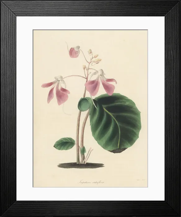 Framed Print : Leafless-stem balsam, Impatiens scapiflora Framed Print : Leafless-stem balsam, Impatiens scapiflora