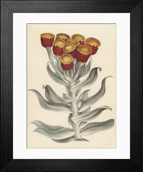 Framed Print : Everlasting, Syncarpha eximia Framed Print : Everlasting, Syncarpha eximia
