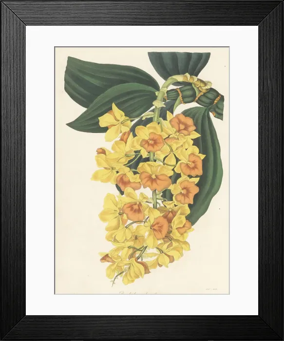 Framed Print : Dense-flowered dendrobium, Dendrobium densiflorum Framed Print : Dense-flowered dendrobium, Dendrobium densiflorum