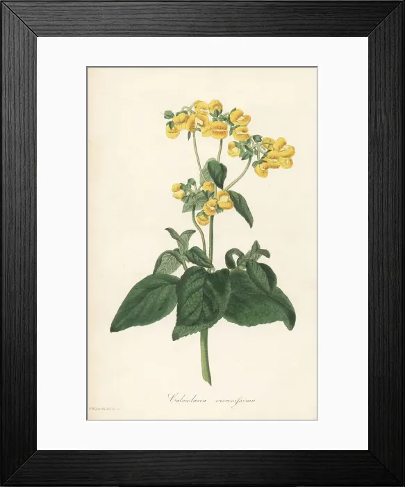 Framed Print : Lady's purse or slipper flower, Calceolaria viscosissima Framed Print : Lady's purse or slipper flower, Calceolaria viscosissima