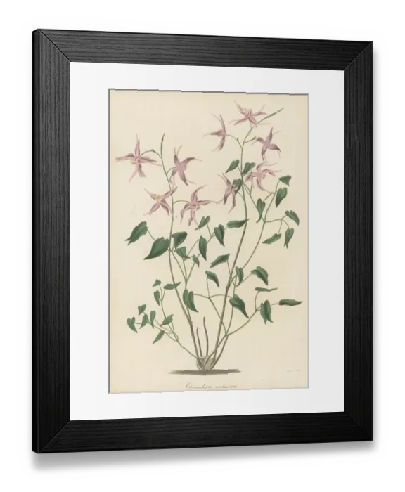 Framed Print : Bishop's hat, Epimedium grandiflorum Framed Print : Bishop's hat, Epimedium grandiflorum