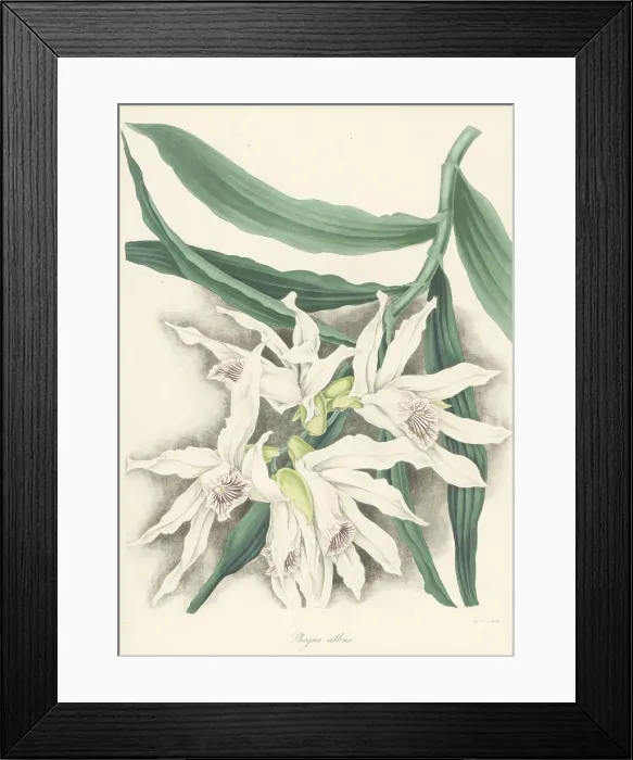 Framed Print : Thunia alba orchid Framed Print : Thunia alba orchid