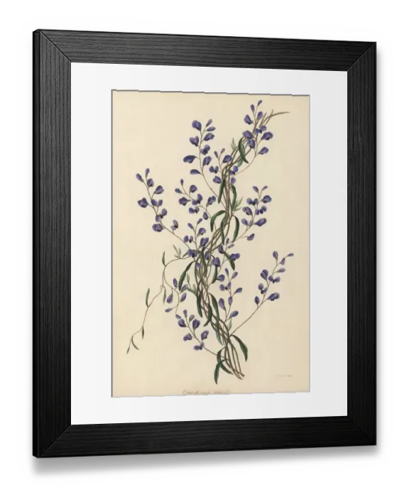 Framed Print : Love creeper, Comesperma volubile Framed Print : Love creeper, Comesperma volubile