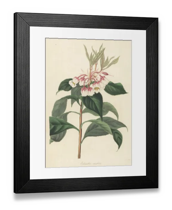 Framed Print : Enkianthus quinqueflorus Framed Print : Enkianthus quinqueflorus