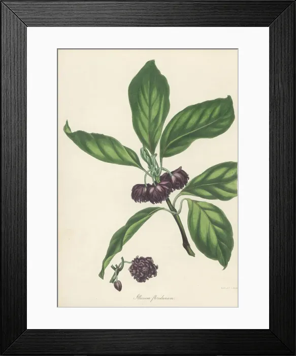 Framed Print : Purple anise, Illicium floridanum Framed Print : Purple anise, Illicium floridanum