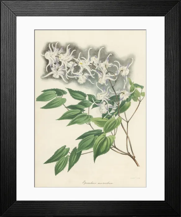 Framed Print : Large flowered barrenwort, Epimedium grandiflorum Framed Print : Large flowered barrenwort, Epimedium grandiflorum