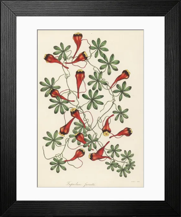 Framed Print : Chilean nasturtium, Tropaeolum tricolor Framed Print : Chilean nasturtium, Tropaeolum tricolor