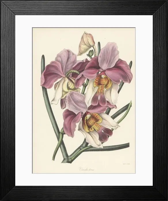 Framed Print : Papilionanthe teres orchid