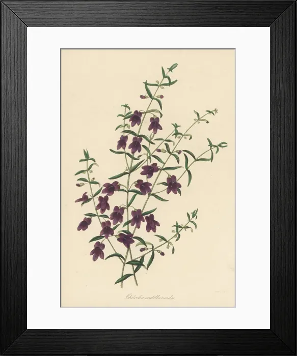 Framed Print : Mint buch, Prostanthera scutellarioides Framed Print : Mint buch, Prostanthera scutellarioides
