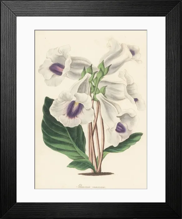 Framed Print : Gloxinia hybrd Framed Print : Gloxinia hybrd