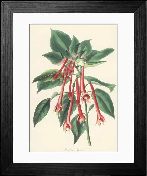 Framed Print : Brilliant fuchsia, Fuchsia fulgens Framed Print : Brilliant fuchsia, Fuchsia fulgens