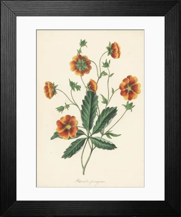 Framed Print : Rusty-brown flowered cinquefoil, Potentilla ferruginea Framed Print : Rusty-brown flowered cinquefoil, Potentilla ferruginea