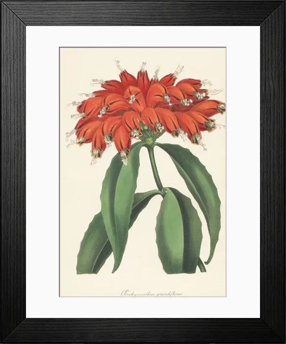 Framed Print : Lipstick plant, Aeschynanthus parasiticus Framed Print : Lipstick plant, Aeschynanthus parasiticus