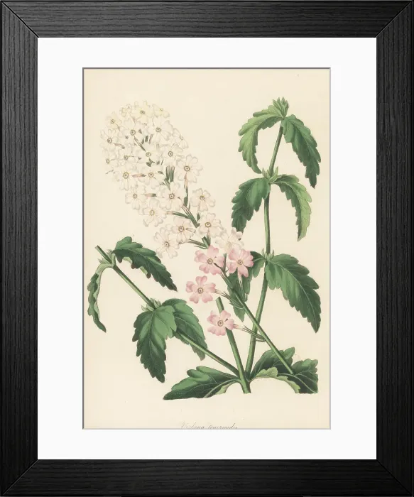 Framed Print : Mock vervain, Glandularia platensis Framed Print : Mock vervain, Glandularia platensis
