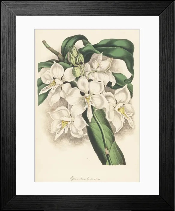 Framed Print : Caularthron bicornutum orchid Framed Print : Caularthron bicornutum orchid