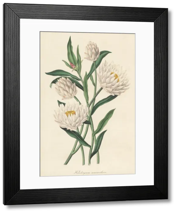 Framed Print : Strawflower, Xerochrysum macranthum Framed Print : Strawflower, Xerochrysum macranthum