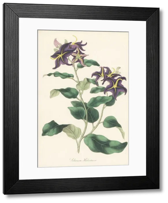 Framed Print : Silverleaf nightshade, Solanum elaeagnifolium Framed Print : Silverleaf nightshade, Solanum elaeagnifolium