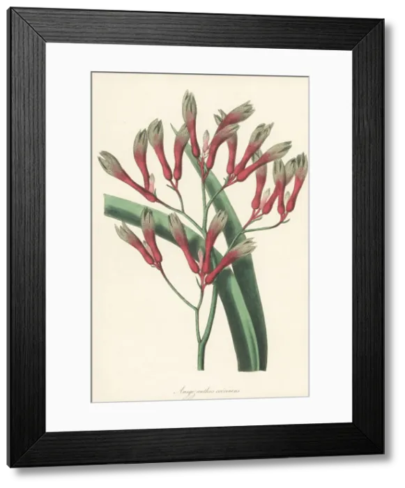 Framed Print : Tall kangaroo paw, Anigozanthos flavidus Framed Print : Tall kangaroo paw, Anigozanthos flavidus