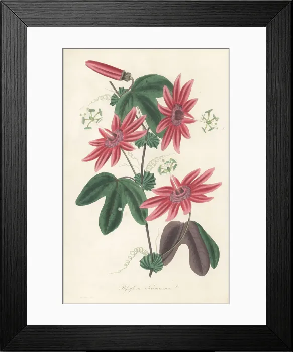 Framed Print : Crimson passion flower, Passiflora kermesina Framed Print : Crimson passion flower, Passiflora kermesina